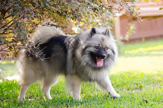 Keeshond Dog Names for Male and Female Puppies