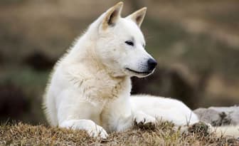 Korean Jindo Dog Names for Male and Female Puppies