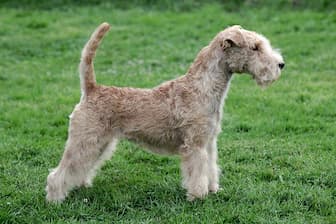 Lakeland Terrier Rescue Names for Dogs