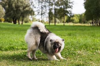 Male Keeshond Names for Dogs