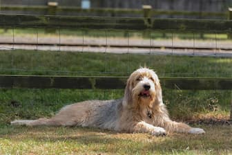 Otterhound Dog Names for Male and Female Puppies