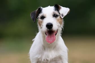 Parson Russell Terrier Dog Names for Male and Female Puppies
