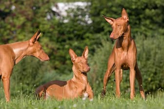 Pharaoh Hound Dog Names for Male and Female Puppies