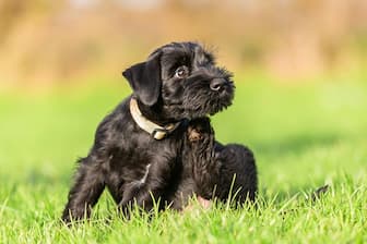 Black Standard Schnauzer Names for Dogs