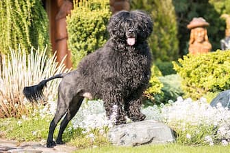 Female Names for Portuguese Water Dogs