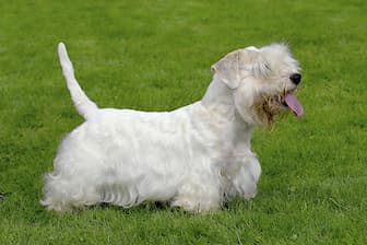 Female Names for Sealyham Terrier Dogs