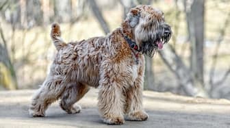 Female Names for Soft Coated Wheaten Terrier Dogs