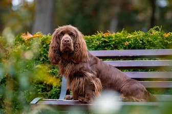 Female Names for Sussex Spaniel Dogs