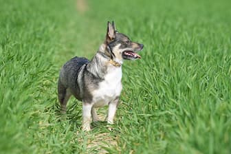 Female Names for Swedish Vallhund Dogs