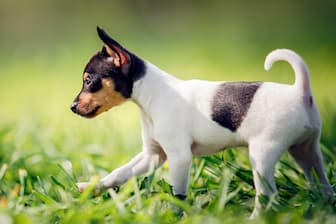 Female Names for Toy Fox Terrier Dogs