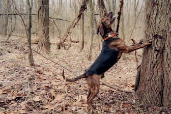 Female Names for Treeing Tennessee Brindle Dogs