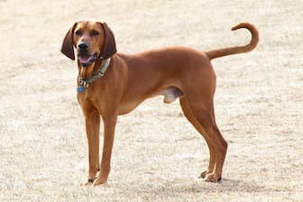 Female Redbone Coonhound Names for Dogs