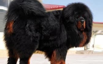 Giant Tibetan Mastiff Names for Dogs
