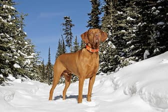 Hungarian Vizsla Dog Names for Male and Female Puppies