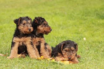 Male Names for Welsh Terrier Dogs