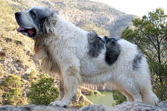 Pyrenean Mastiff Dog Names for Male and Female Puppies