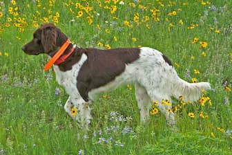 Small Munsterlander Pointer Dog Names for Male and Female Puppies