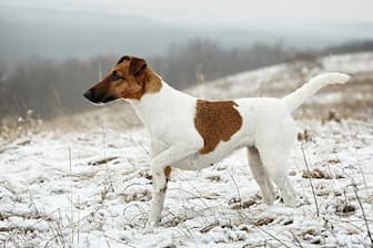 Smooth Fox Terrier Dog Names for Male and Female Puppies