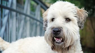 Soft Coated Wheaten Terrier Rescue Names