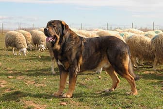 Spanish Mastiff Dog Names for Male and Female Puppies
