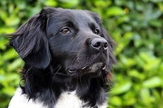 Stabyhoun Dog Names for Male and Female Puppies