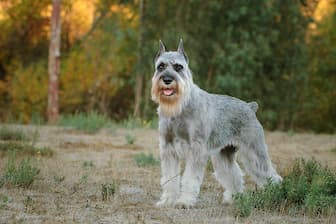 Standard Schnauzer Dog Names for Male and Female Puppies