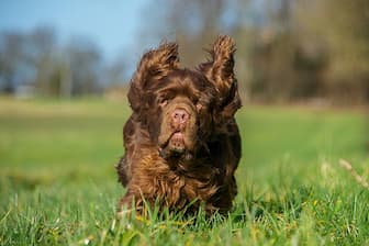 Stump Sussex Spaniel Names for Dogs