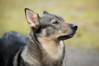 Swedish Vallhund Rescue Names