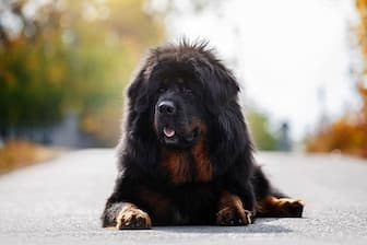 Tibetan Mastiff Dog Names for Male and Female Puppies