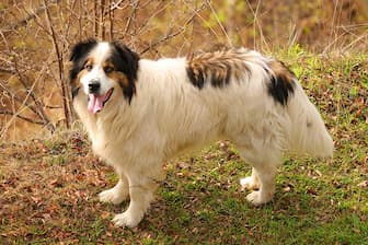 Tornjak Dog Names for Male and Female Puppies
