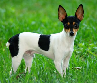 Toy Fox Terrier Dog Names for Male and Female Puppies