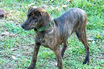 Treeing Tennessee Brindle Dog Names for Male and Female Puppies