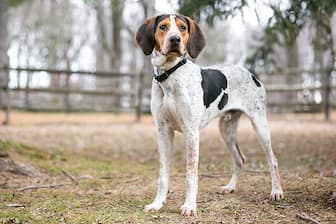 Treeing Walker Coonhound Dog Names for Male and Female Puppies