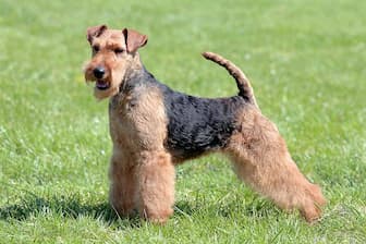Welsh Terrier Dog Names for Male and Female Puppies
