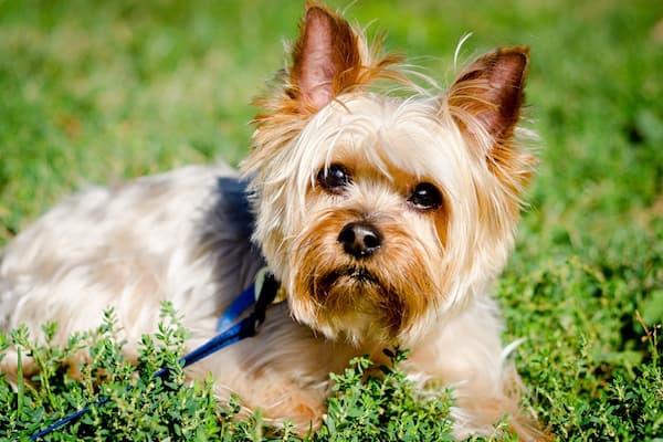 Adorable Male Yorkie Names for a Lovable Companion