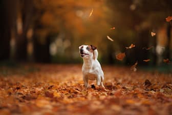 Autumn Dog Names for Male and Female Puppies