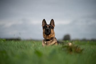 Exotic German Shepherd Names for Male and Female Dogs