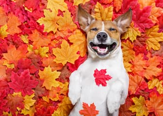 300+】Cute Fall Dog Names for Male and Female Pup 2023