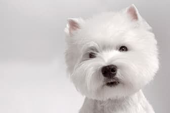 Female Names for West Highland White Terrier Dogs
