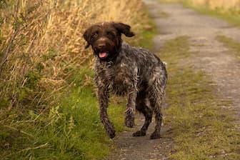 Female Names for Wirehaired Pointing Griffon Dogs