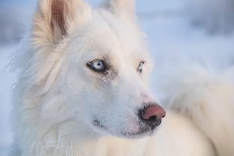 Female Names for Yakutian Laikas Dogs