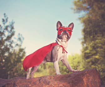 Female Superhero Names for Dogs