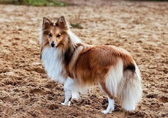 Herding Dog Names for Male and Female Puppies