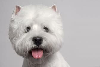 Male Names for West Highland White Terrier Dogs