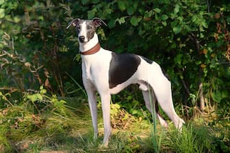 Male Names for Whippet Dogs