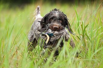 Male Names for Wirehaired Pointing Griffon Dogs