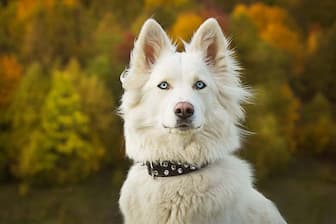 Male Names for Yakutian Laikas Dogs