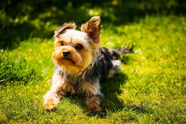 Male Yorkie Names Based on Their Personalities and Traits