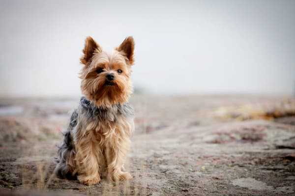 Male Yorkie Names That Reflect Their Spunky and Energetic Nature