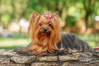 Names for Small Male Yorkie Dogs